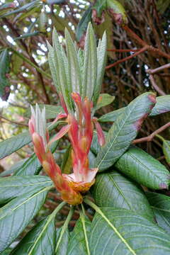 صورة Rhododendron sinogrande I. B. Balf. & W. W. Sm.