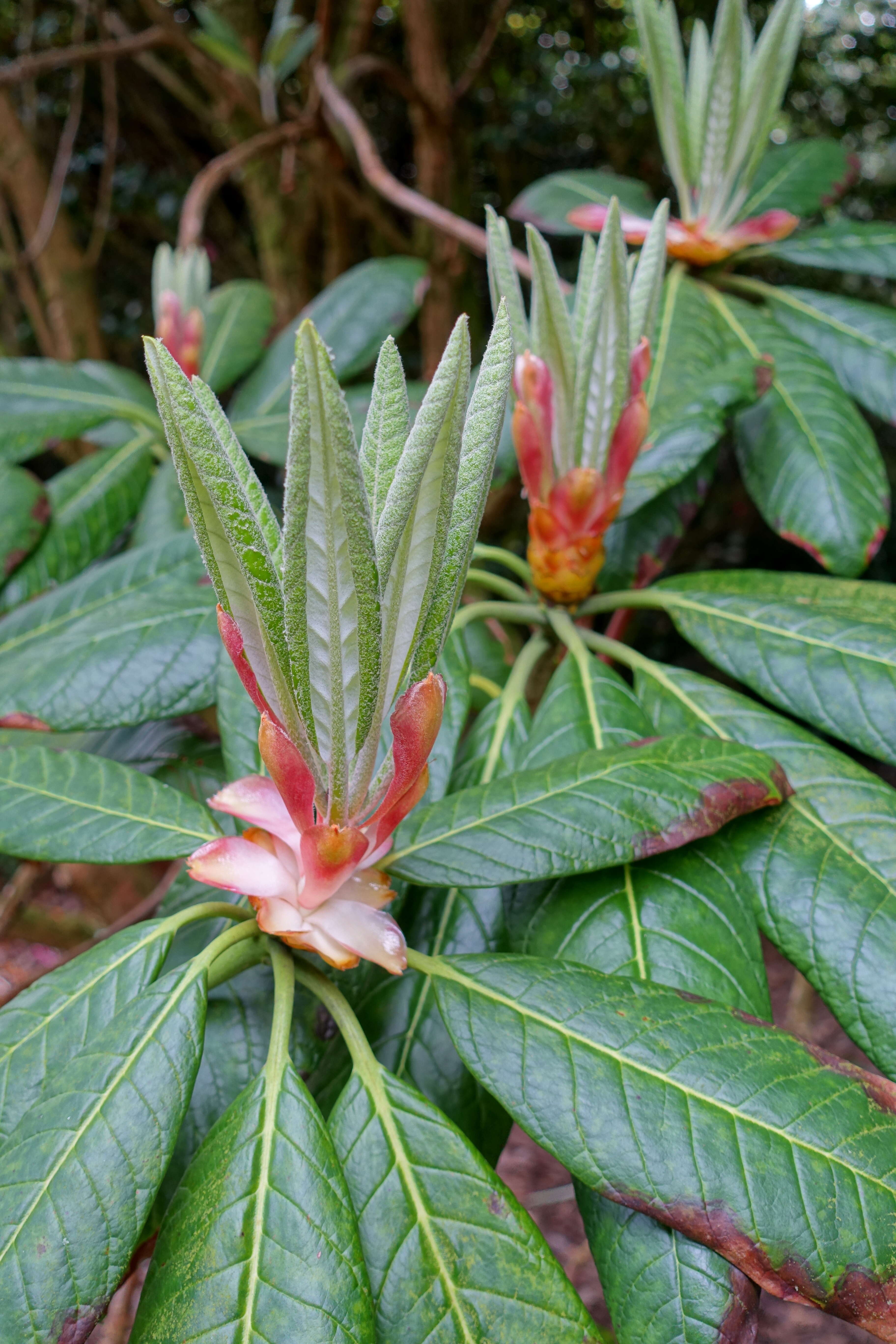 صورة Rhododendron sinogrande I. B. Balf. & W. W. Sm.