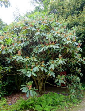 صورة Rhododendron sinogrande I. B. Balf. & W. W. Sm.