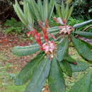 Image of Rhododendron sinogrande I. B. Balf. & W. W. Sm.