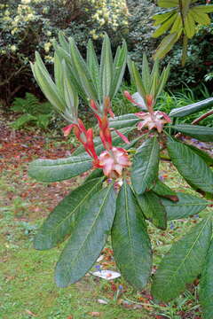 Image of Rhododendron sinogrande I. B. Balf. & W. W. Sm.