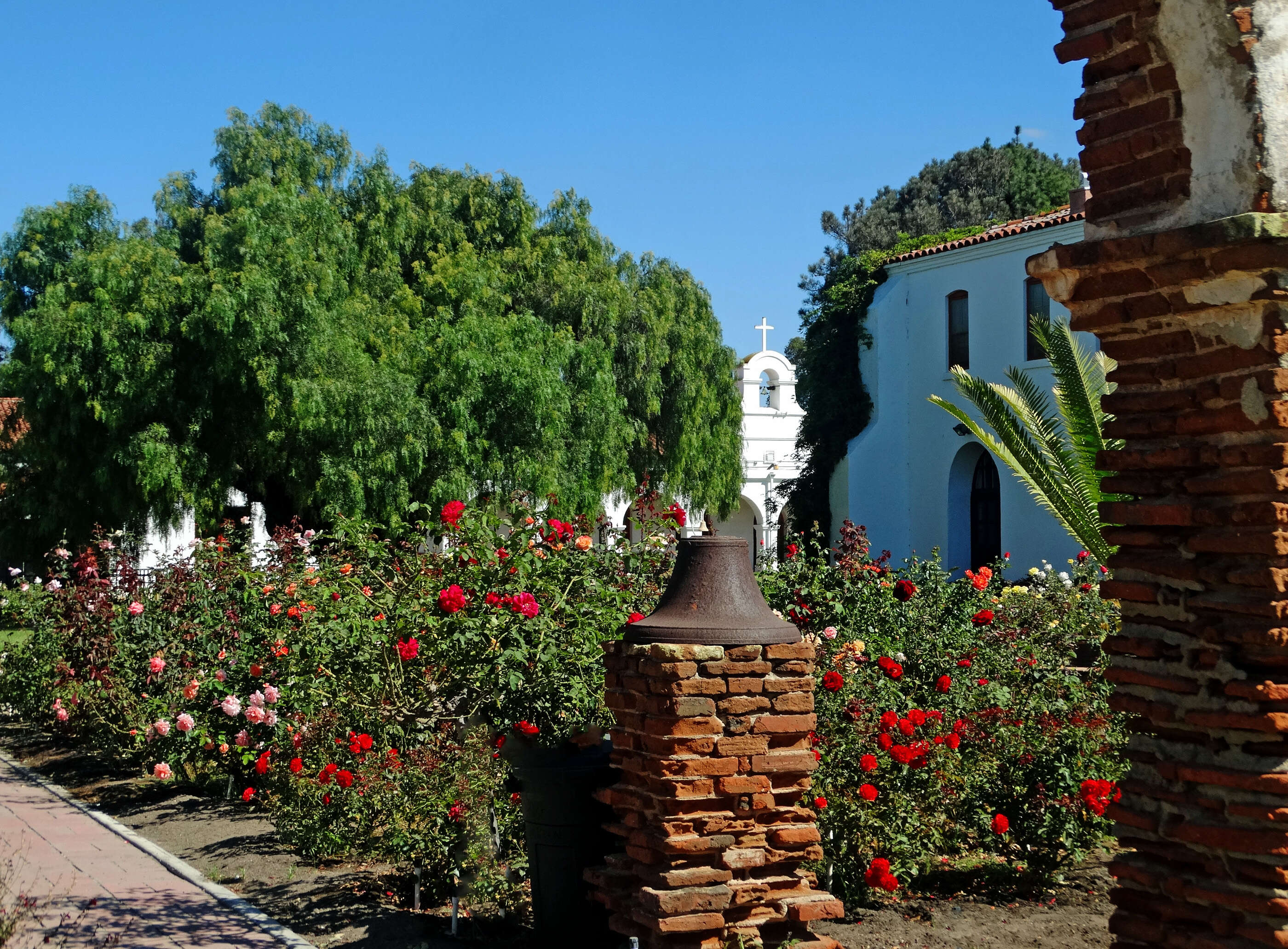 Image of Peruvian peppertree