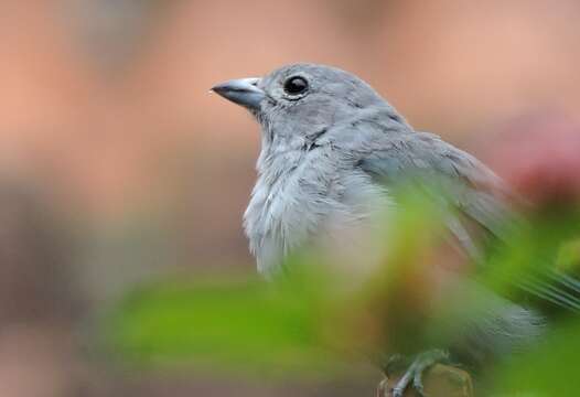 Thraupis sayaca (Linnaeus 1766) resmi