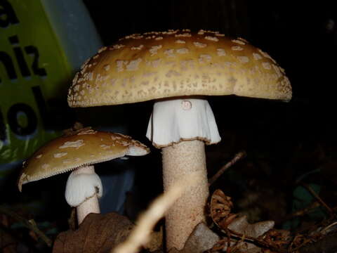 Image of Amanita rubescens Pers. 1797