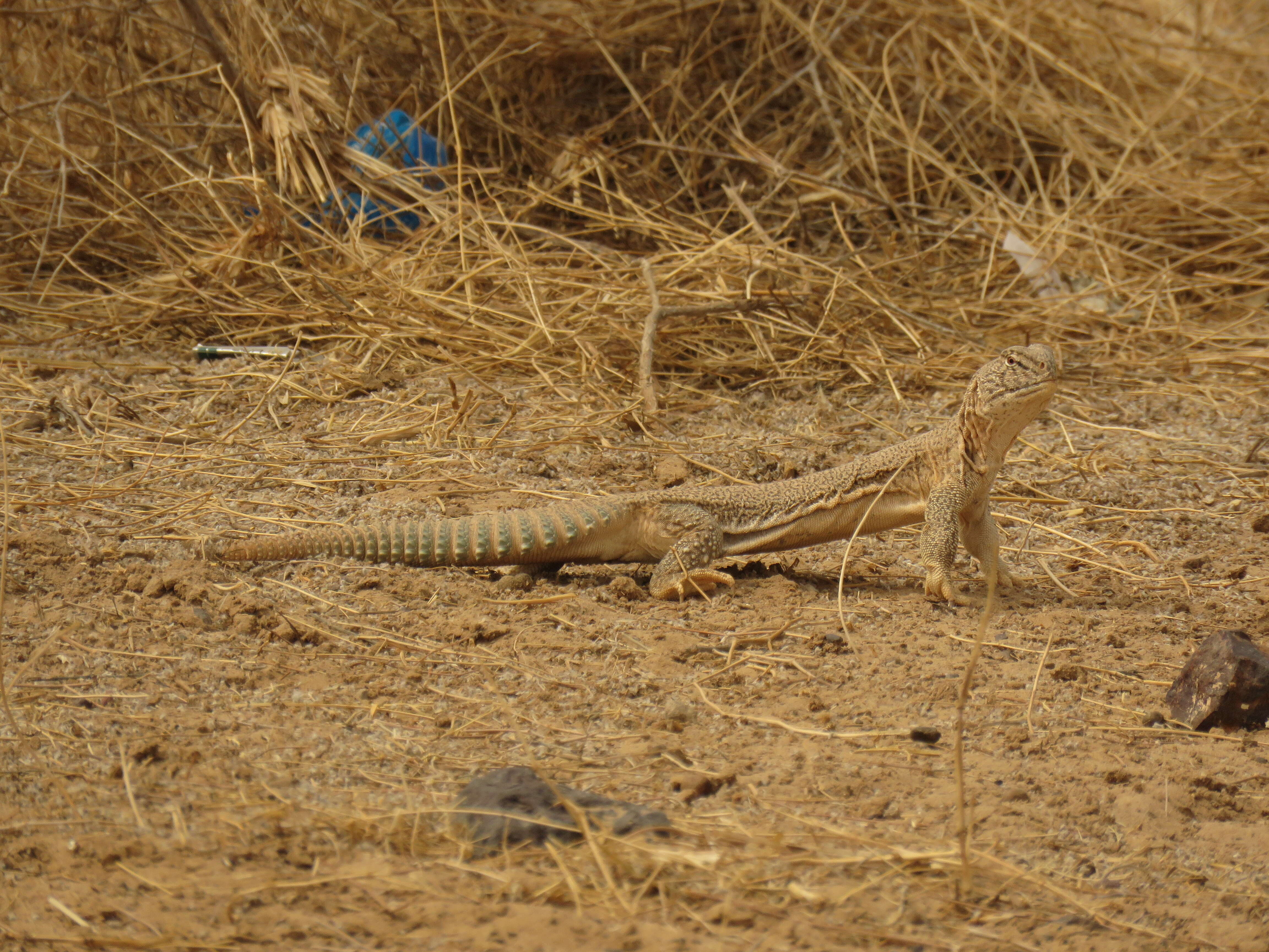 Image of Hardwick's spiny-tailed lizard