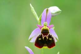 Image of late spider-orchid