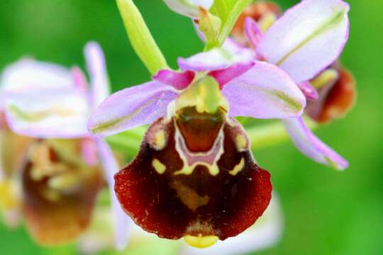 Image of late spider-orchid