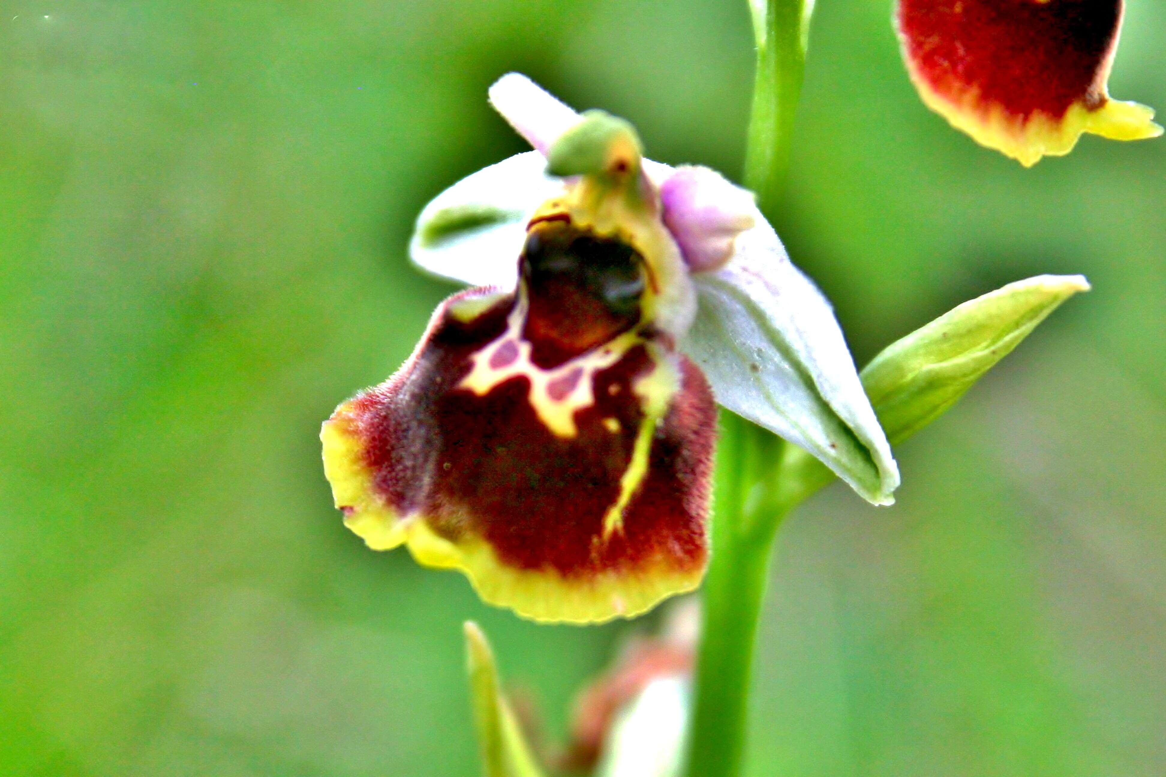 Image of late spider-orchid