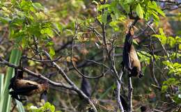 Image of Indian Flying Fox