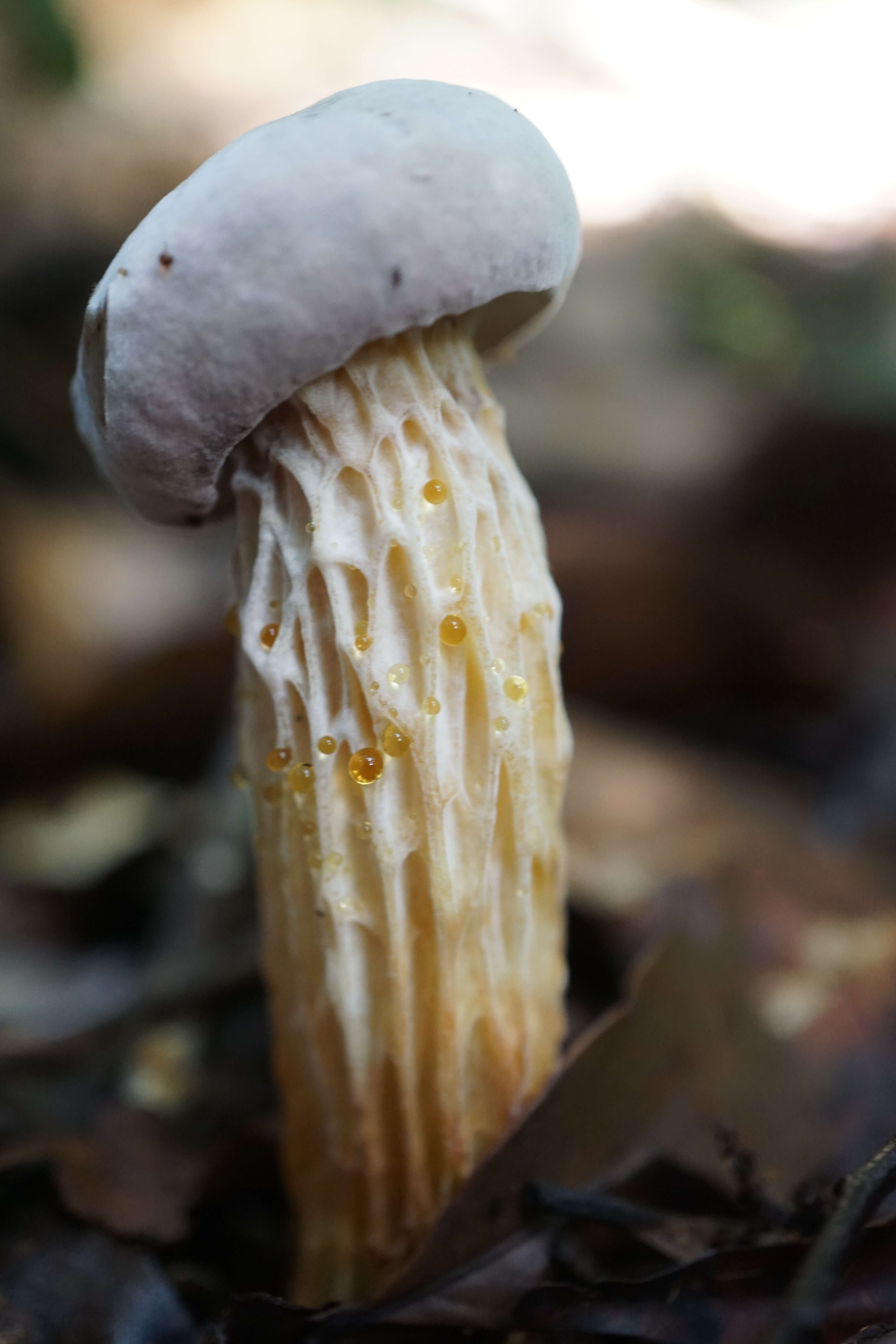 Sivun Austroboletus subflavidus (Murrill) Wolfe 1980 kuva