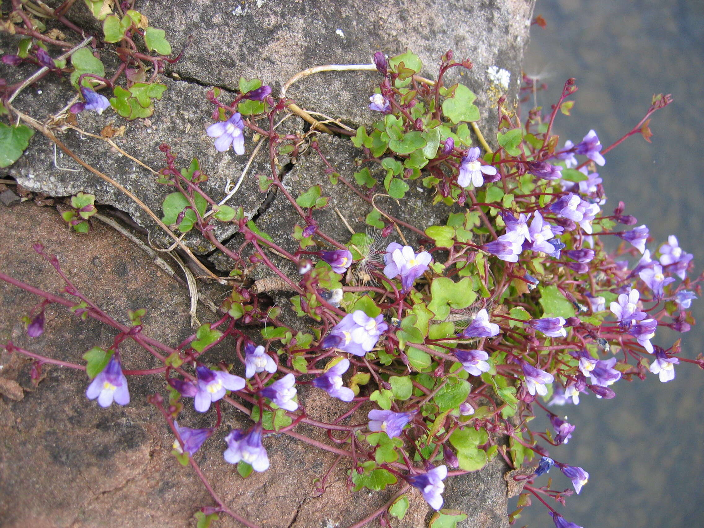 Image of Ivy-leaved Toadflax