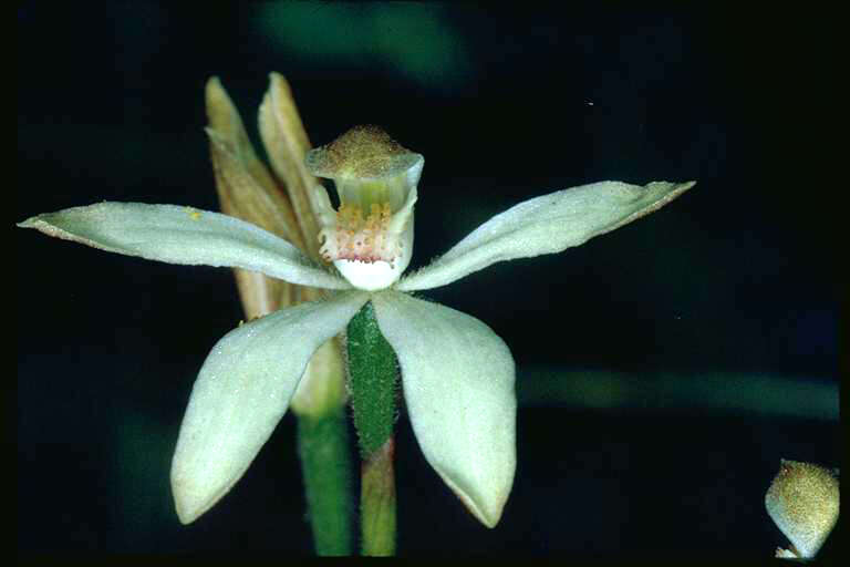 Image of Caladenia gracilis R. Br.