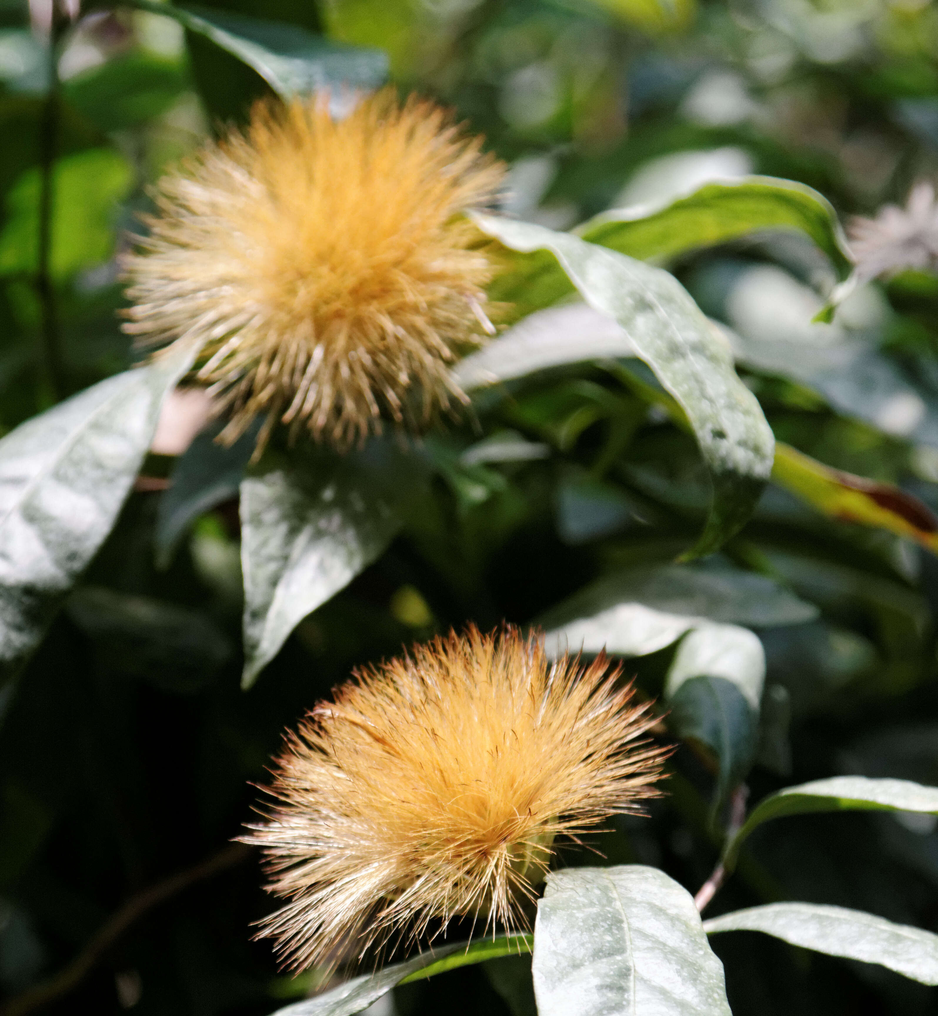 Image of Stifftia chrysantha Mikan