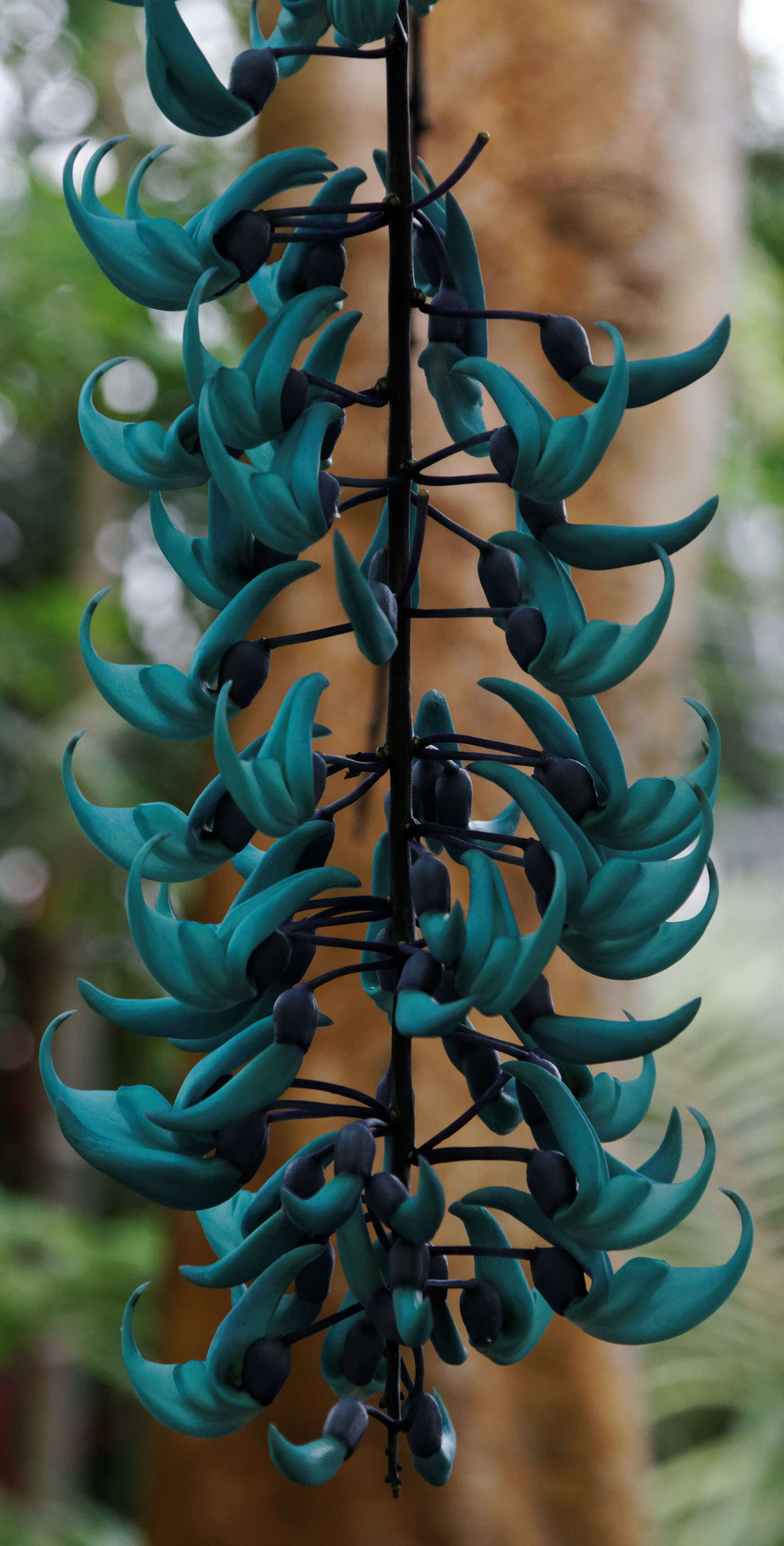 Image of Jade Vine