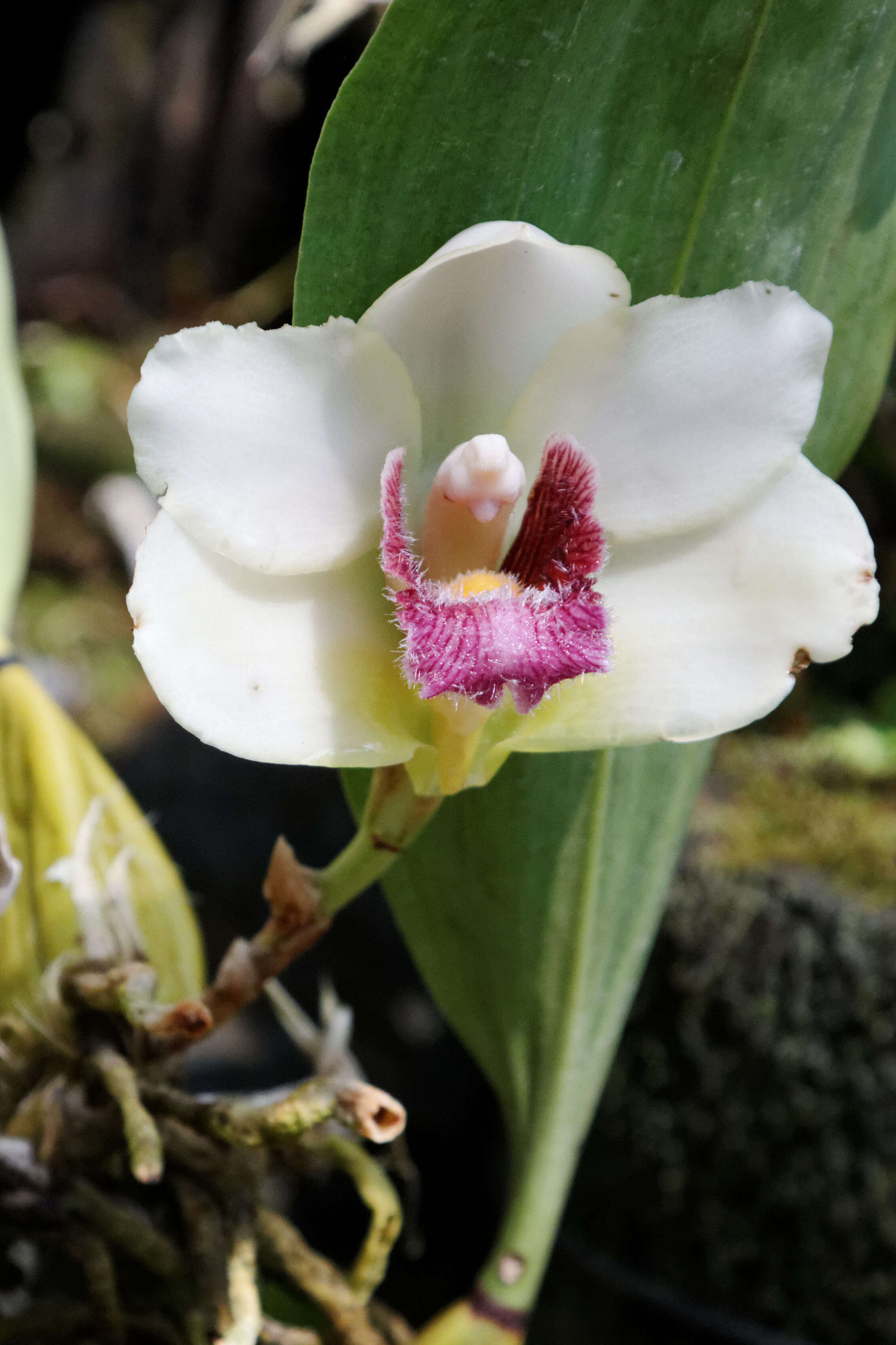 Image de Bifrenaria harrisoniae (Hook.) Rchb. fil.