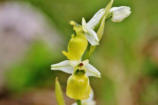 Image of late spider-orchid