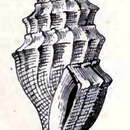 Image of Benthomangelia bandella (Dall 1881)