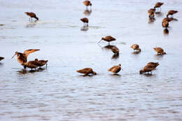 Image of Marbled Godwit