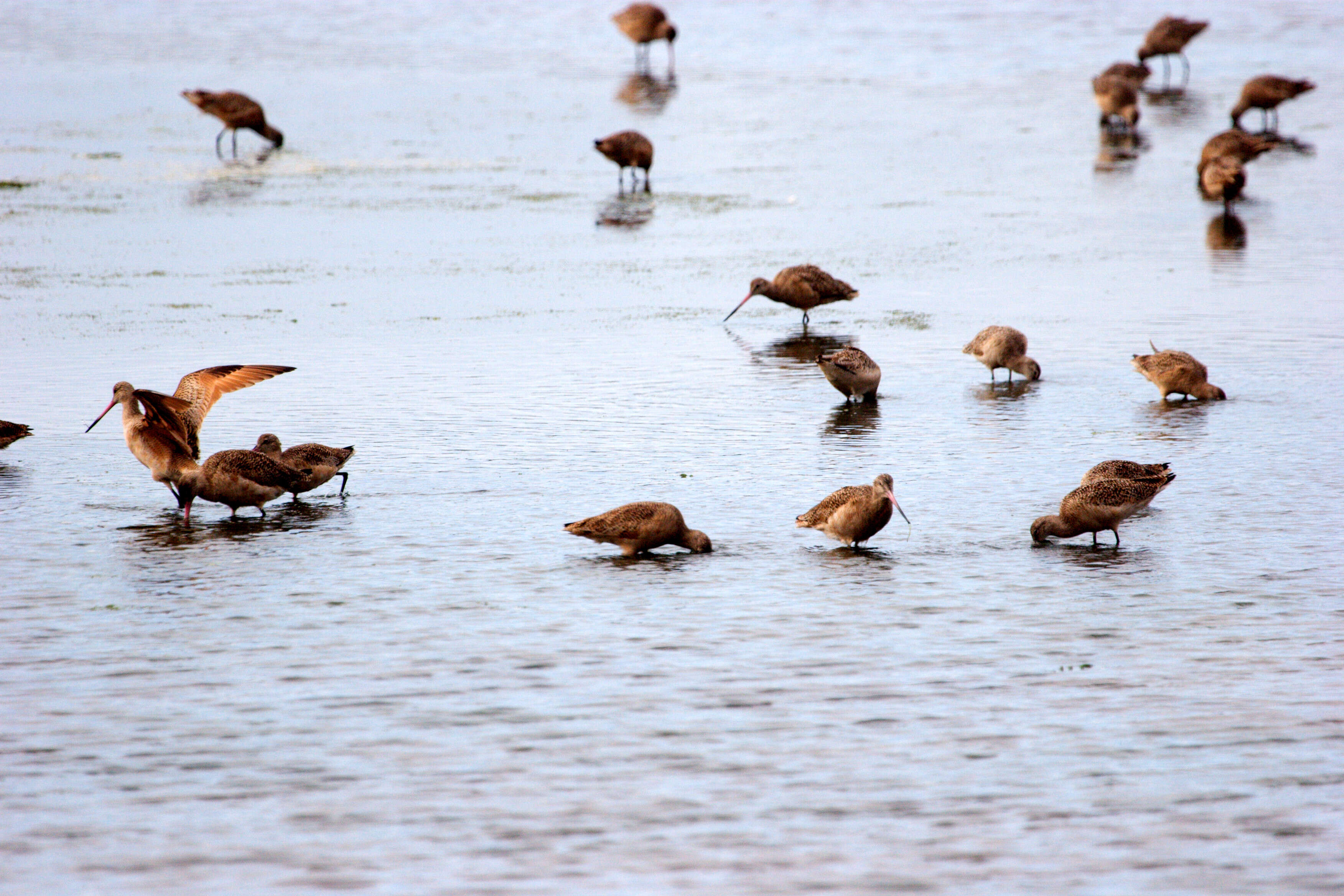 Image of Marbled Godwit