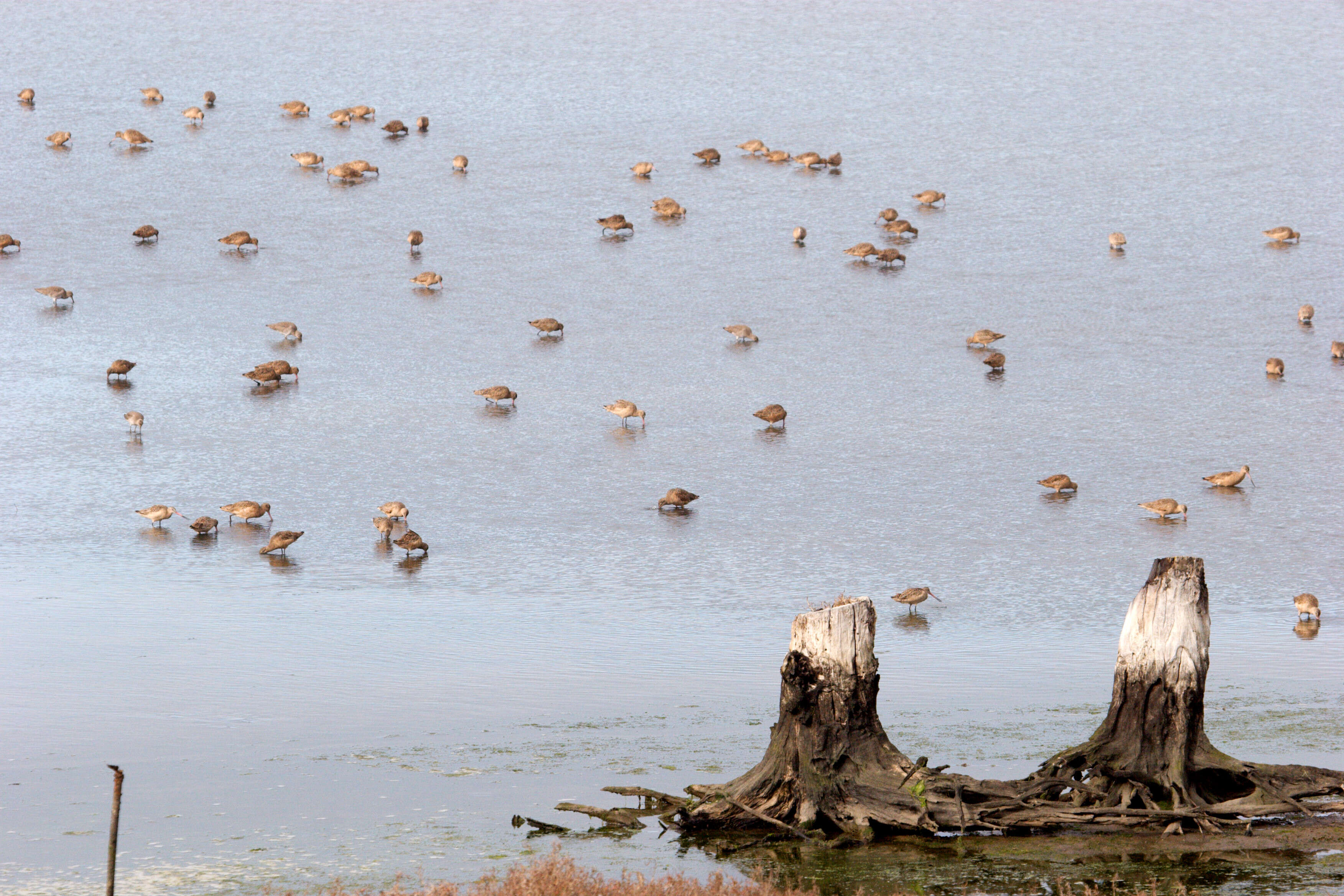 Image of Marbled Godwit