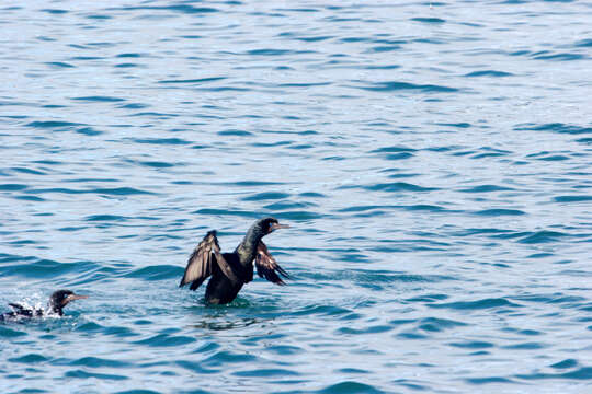 Image of Brandt's Cormorant