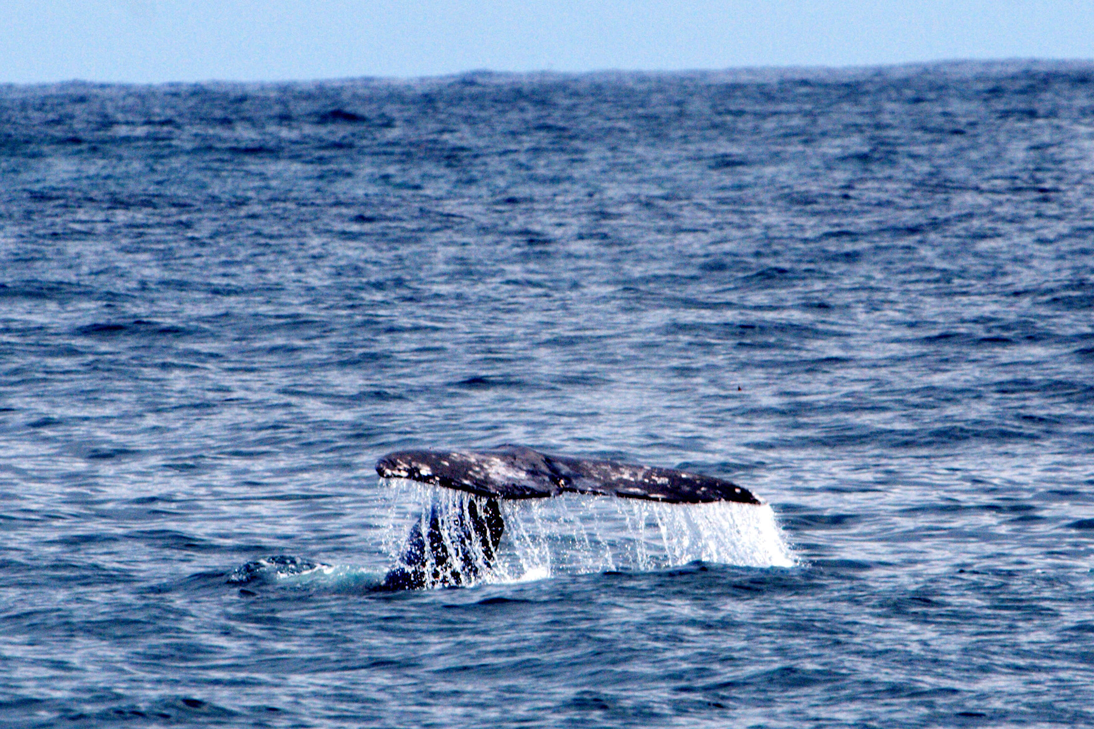 Image of gray whales