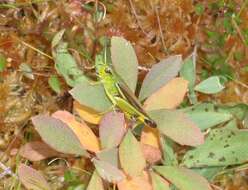 Image of Large marsh grasshopper