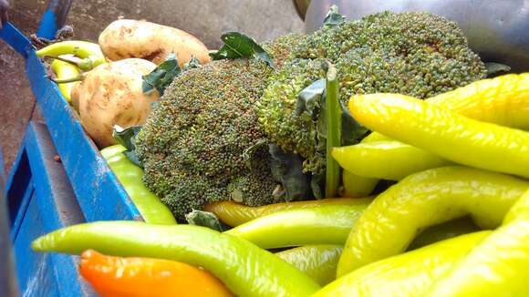 Image of sprouting broccoli