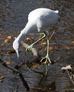 Image of Snowy Egret