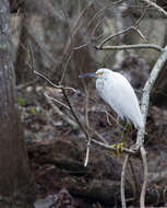 Image of Snowy Egret