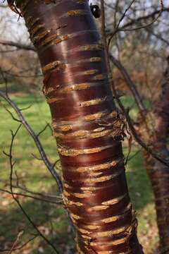 Image of Prunus canescens