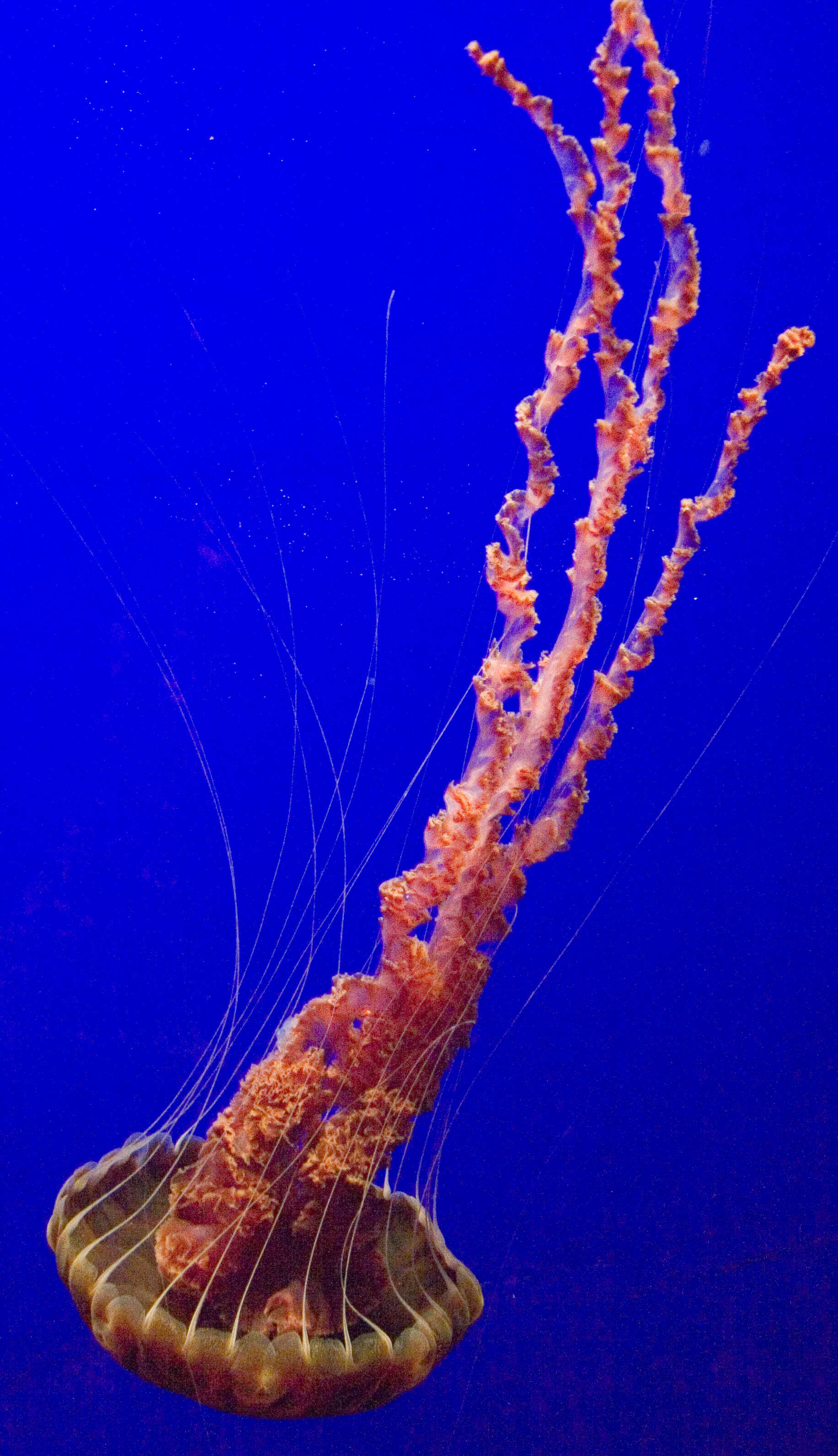 Image of Black sea nettle