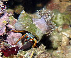 Image of Hawaiian hermit