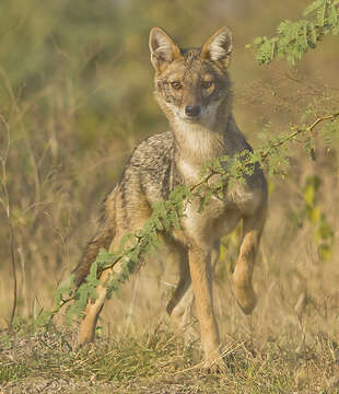 Image of Common jackal