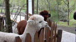 Image of Alpaca