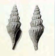 Image of Benthomangelia trophonoidea (Schepman 1913)