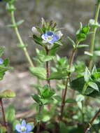 Image of common speedwell