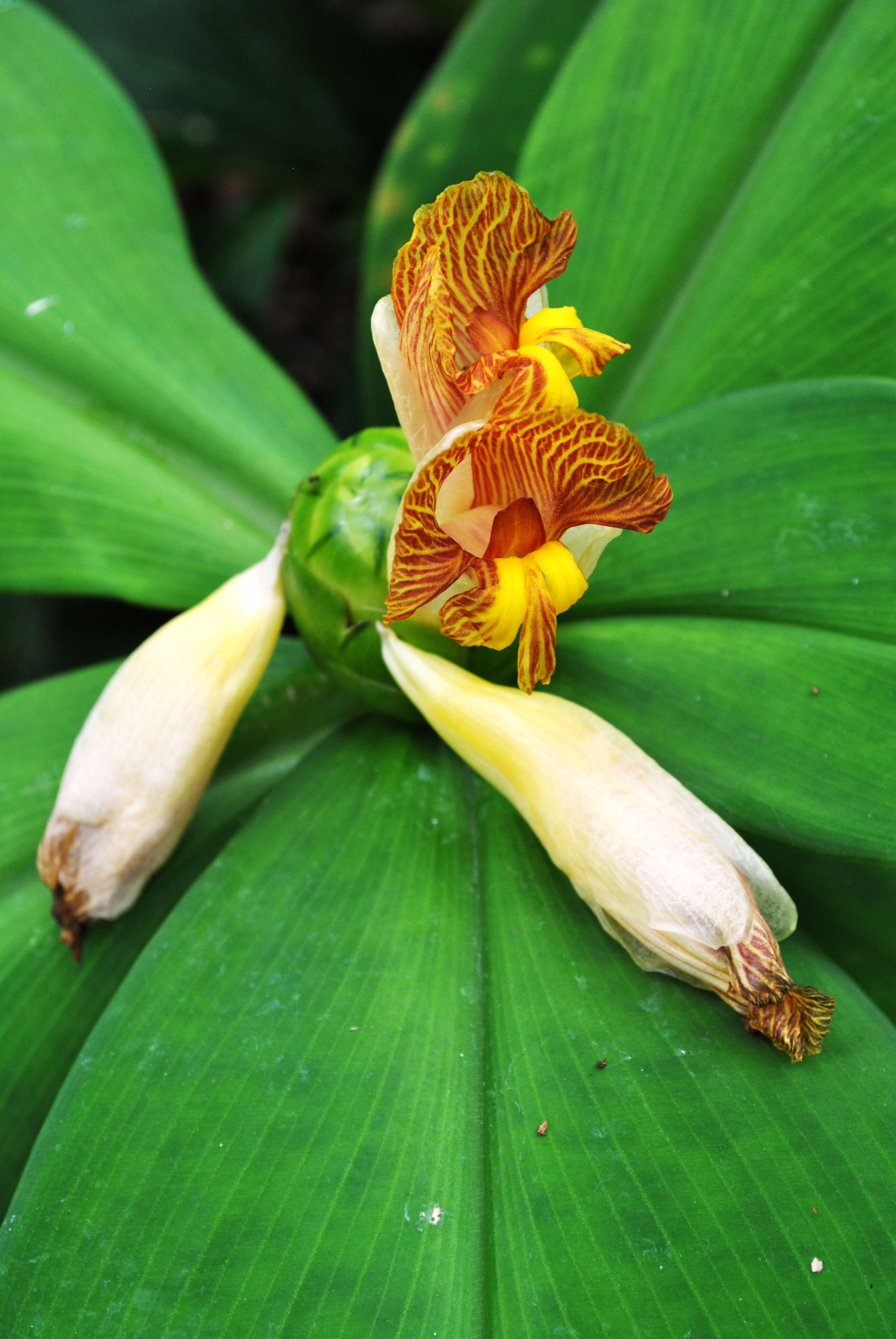 Image of stepladder ginger