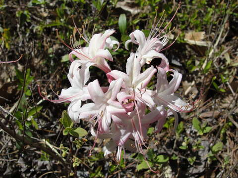 Image of dwarf azalea