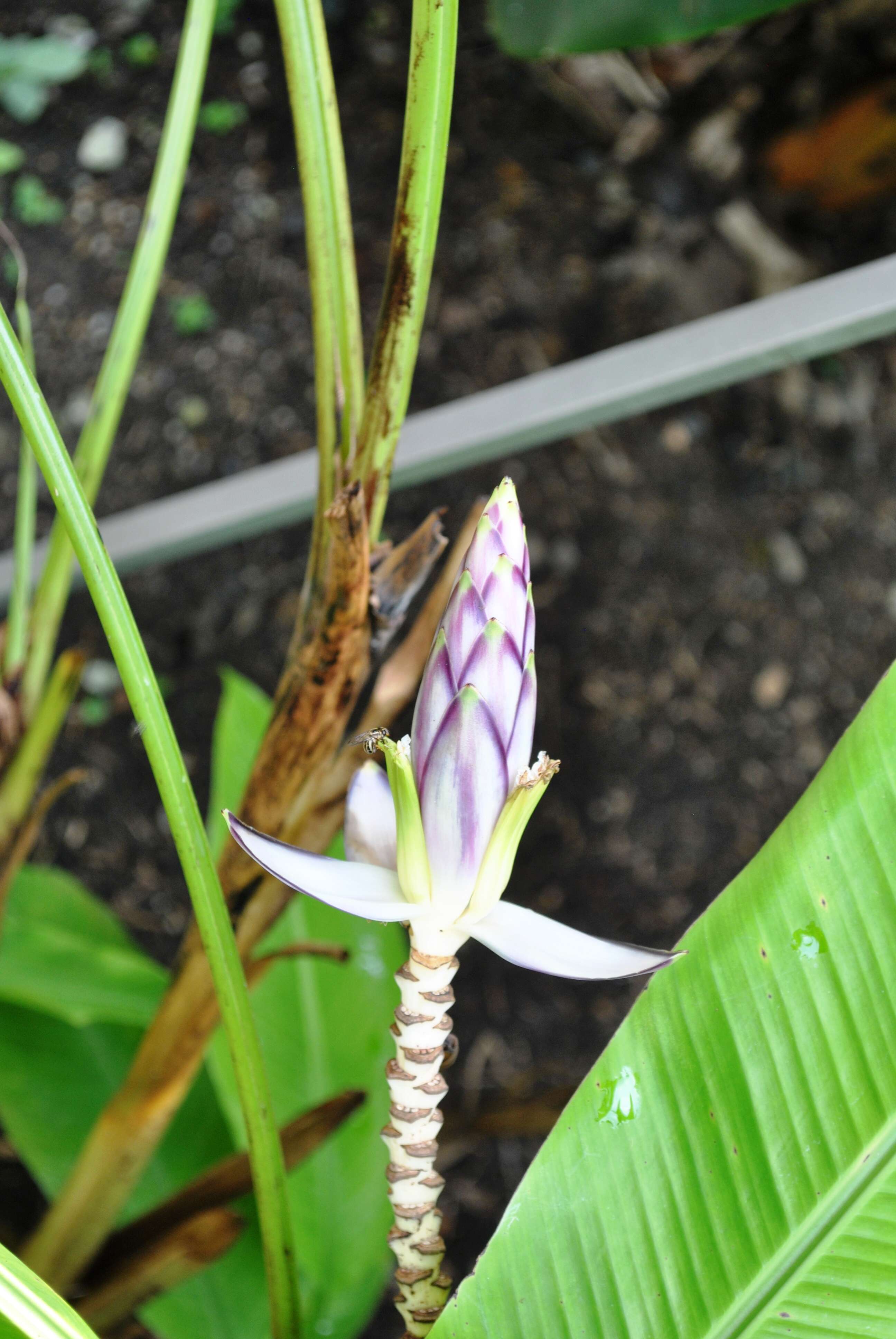 Image of Musa gracilis Holttum