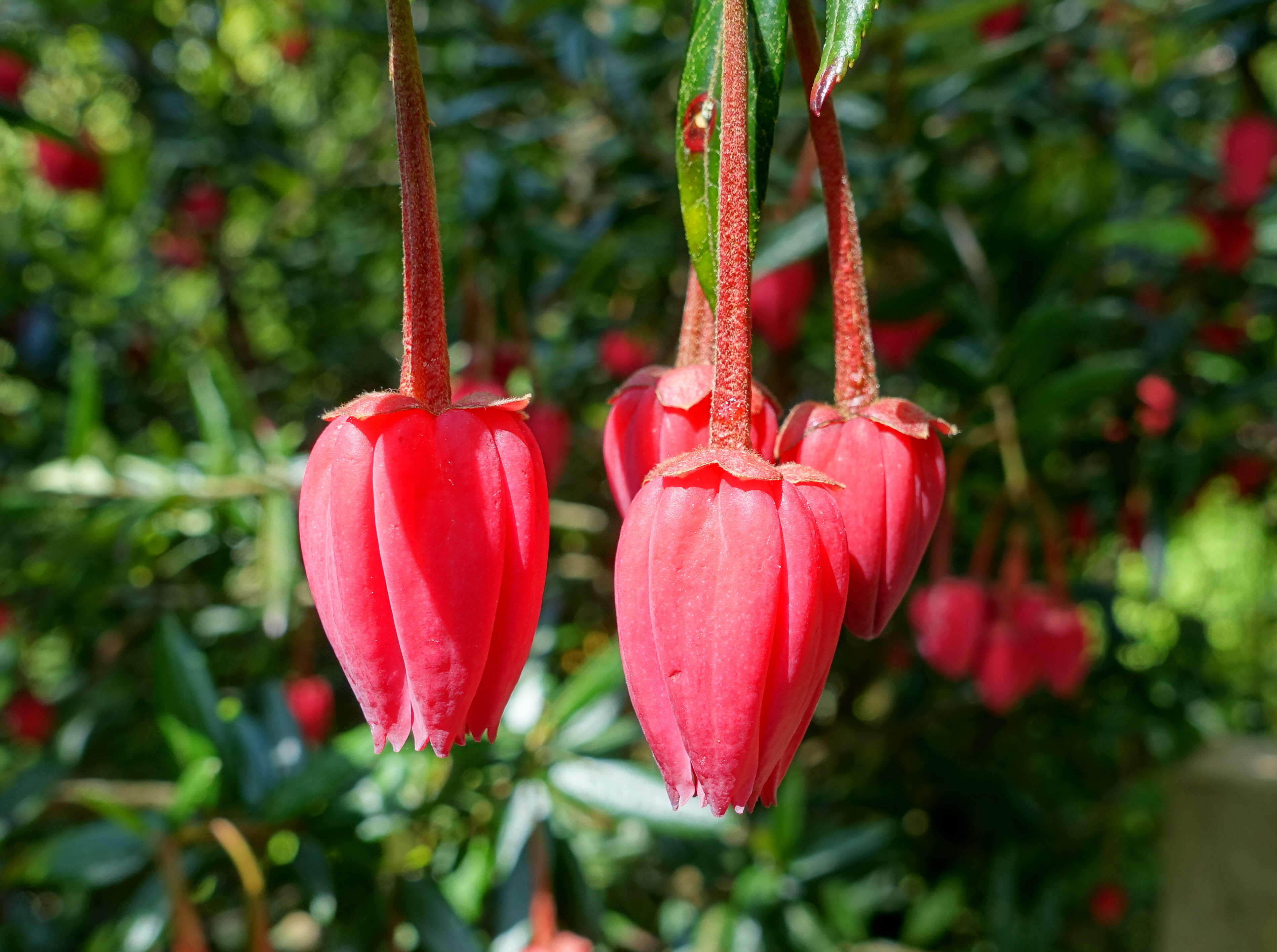 Image of Chilean Lantern Tree