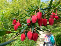 Image of Chilean Lantern Tree