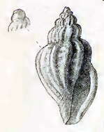 صورة Brachycythara nanodes (Melvill 1923)