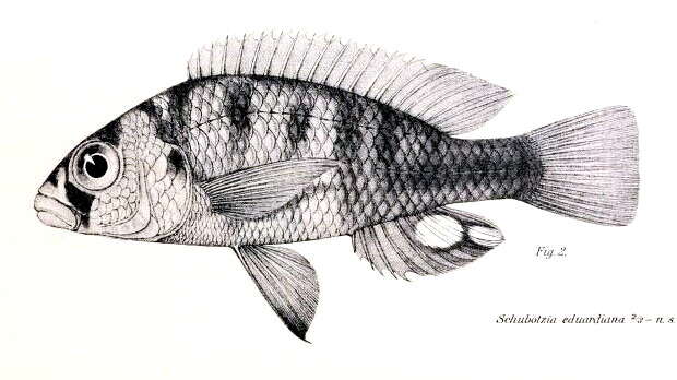 Слика од Haplochromis eduardianus (Boulenger 1914)