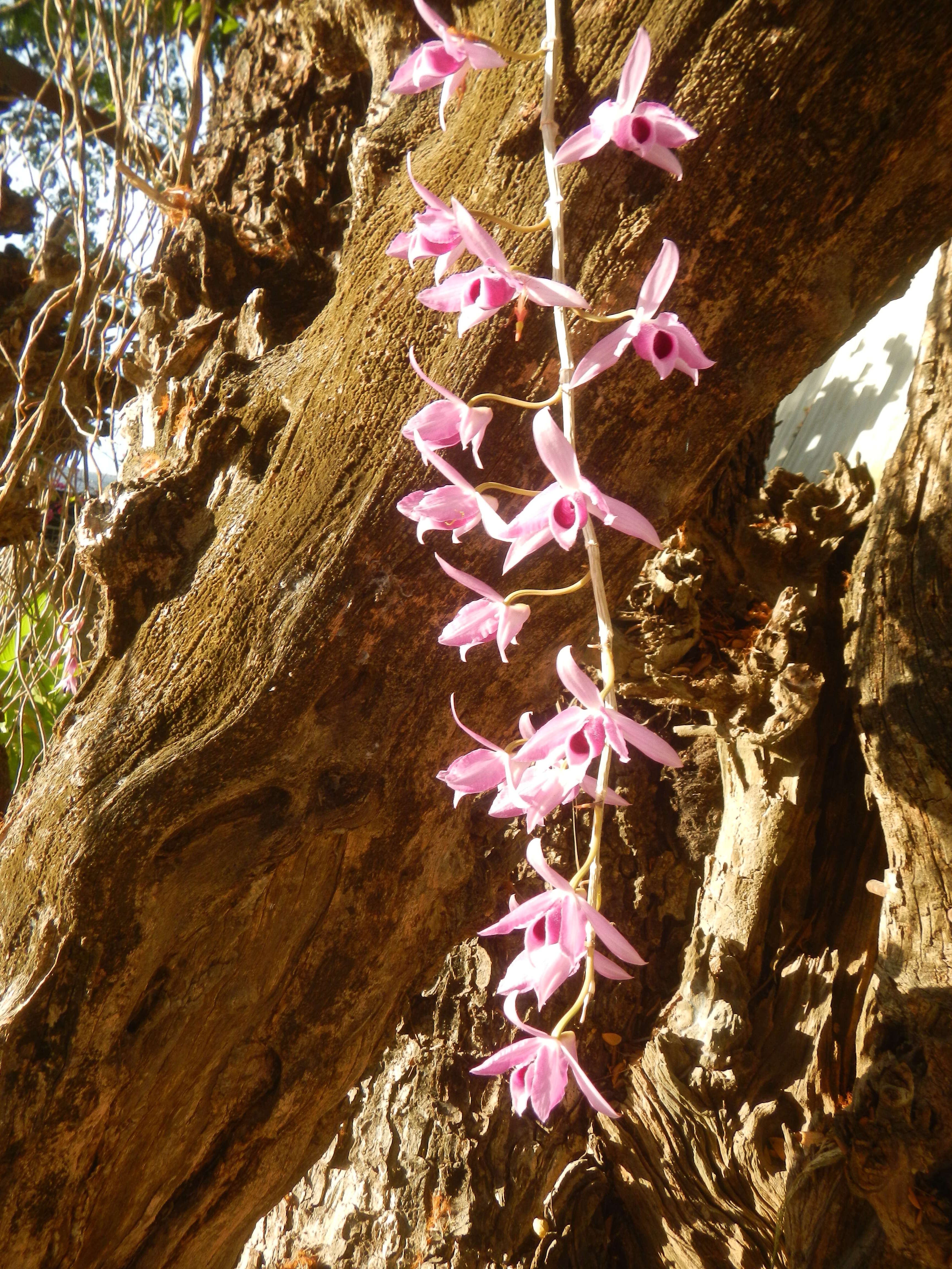 Plancia ëd Dendrobium anosmum Lindl.