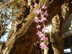 Plancia ëd Dendrobium anosmum Lindl.