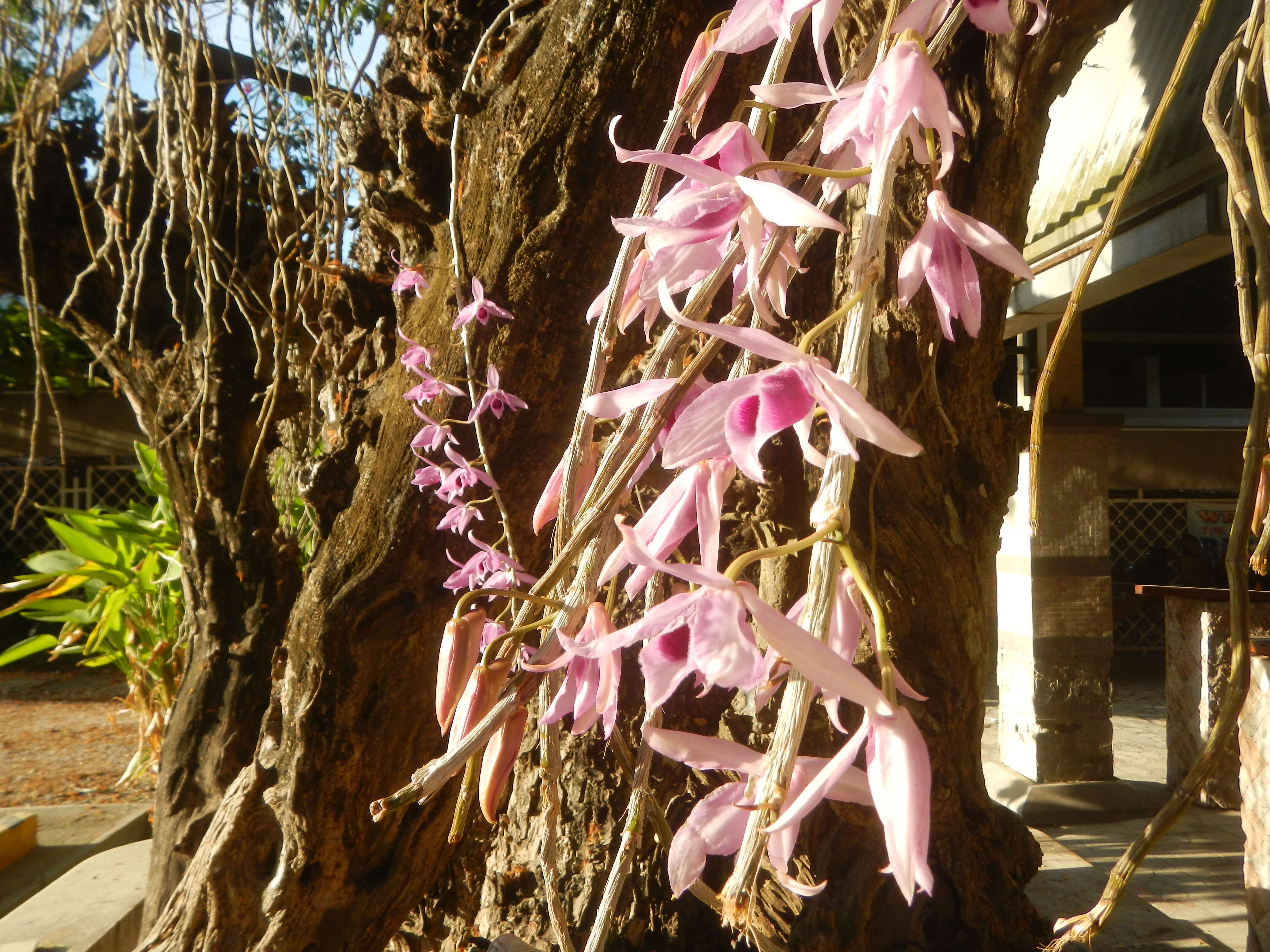 Plancia ëd Dendrobium anosmum Lindl.