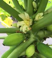 Image of papaya