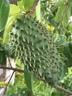 Image of soursop