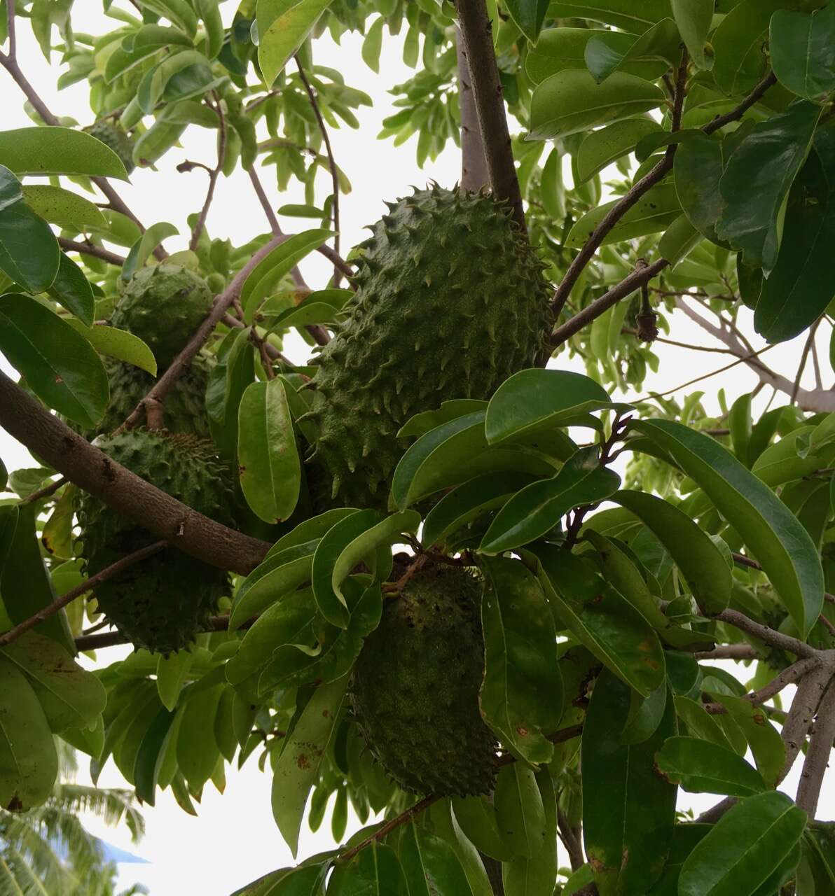 Image of soursop